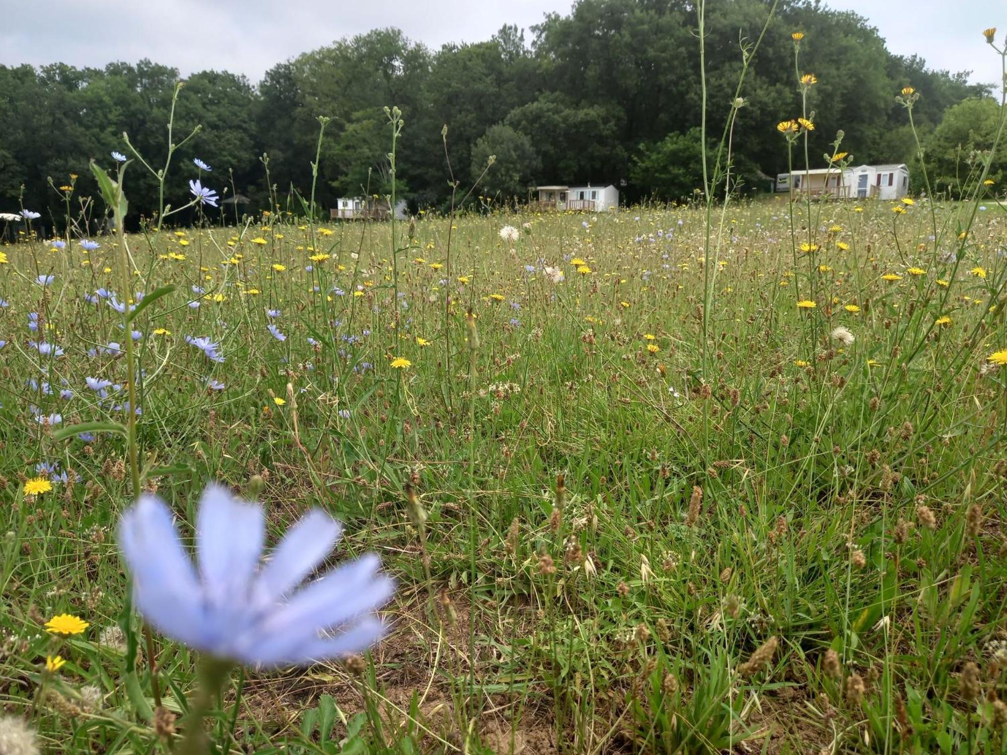 Camping Nature Le Valenty Mobil-Home-Dordogne Panoramique Clim Piscine Soturac Kültér fotó